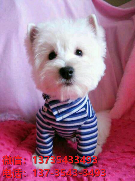 重庆宠物狗狗犬舍出售纯种西高地犬幼犬西部高