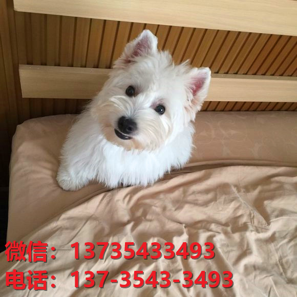贵阳宠物狗狗犬舍出售纯种西高地犬幼犬西部高地白梗幼犬宠物狗狗