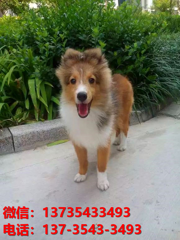 江苏南京宠物狗狗犬舍出售纯种喜乐蒂犬宠物狗