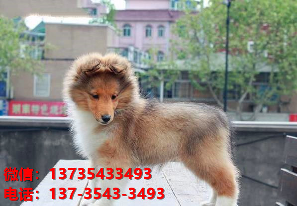 西安宠物狗狗犬舍出售纯种喜乐蒂犬宠物狗市场在那哪里