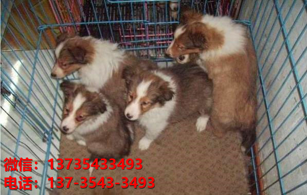 重庆宠物狗狗犬舍出售纯种喜乐蒂犬宠物狗市场在那哪里