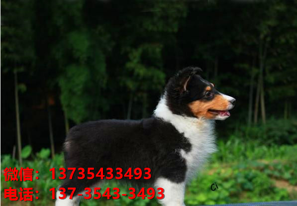 合肥宠物狗狗犬舍出售纯种喜乐蒂犬宠物狗市场在那哪里