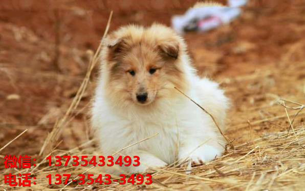 福州宠物狗狗犬舍出售纯种喜乐蒂犬宠物狗市场在那哪里