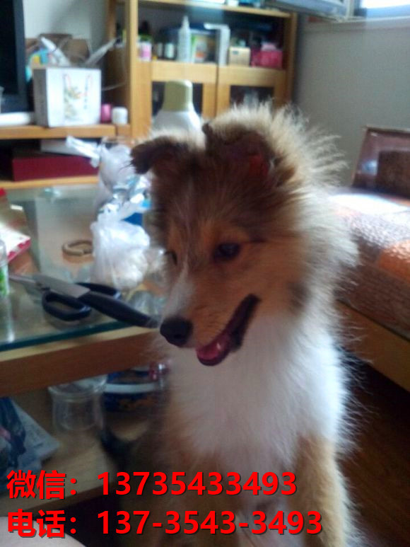 上海宠物狗狗犬舍出售纯种喜乐蒂犬宠物狗市场在那哪里