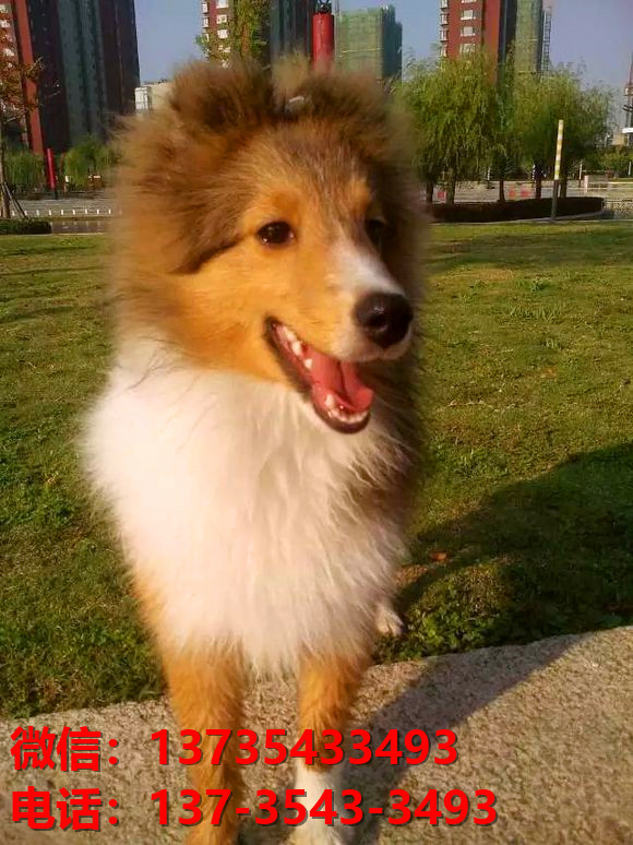 杭州宠物狗狗犬舍出售纯种喜乐蒂犬宠物狗市场