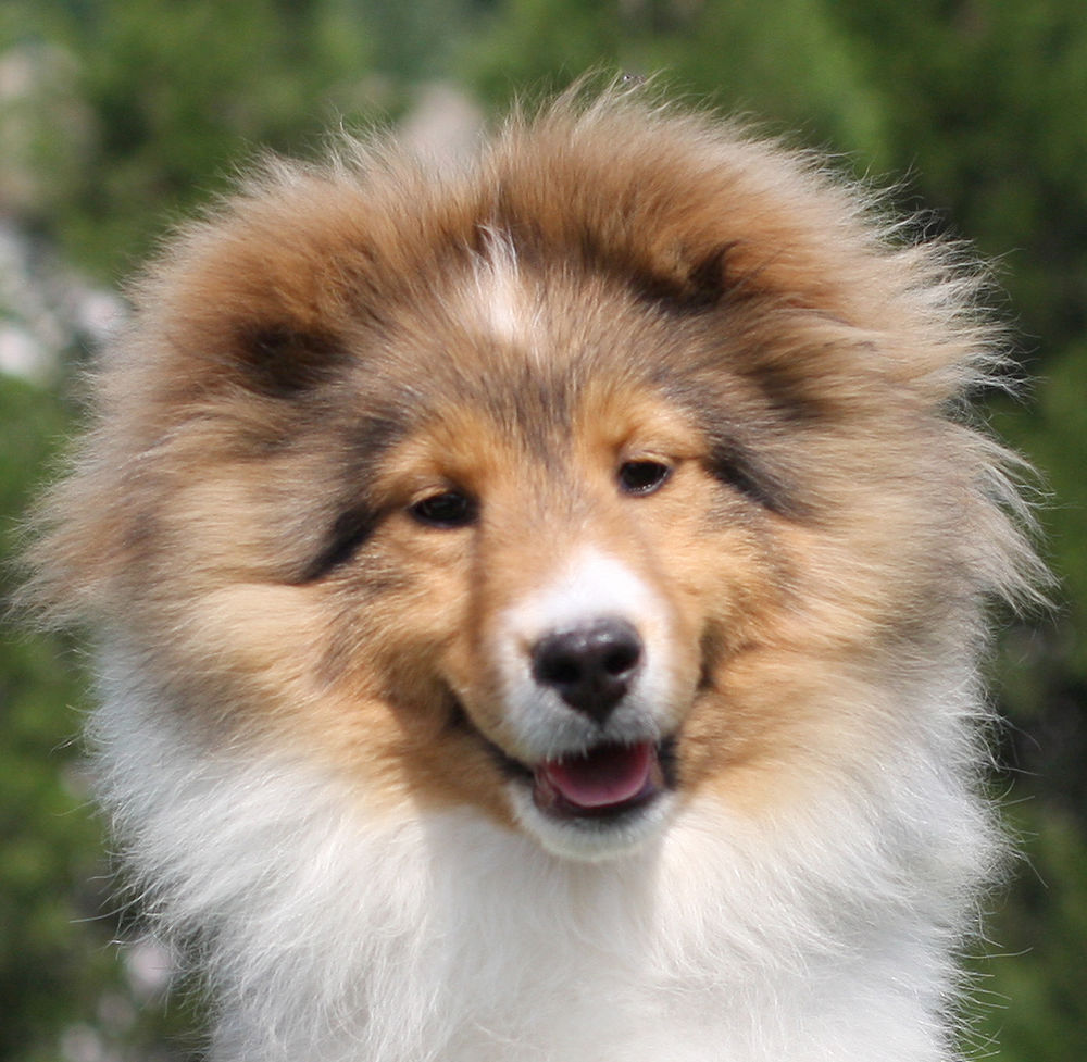 纯种喜乐蒂犬出售宠物狗狗犬舍领养活体宠物狗市场在哪里买狗网上哪里卖狗