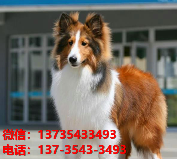 西安宠物狗狗犬舍出售纯种喜乐蒂犬宠物狗市场