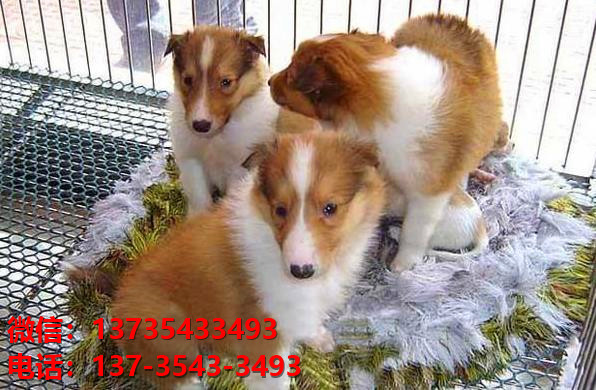 杭州宠物狗狗犬舍出售纯种喜乐蒂犬宠物狗市场在那哪里