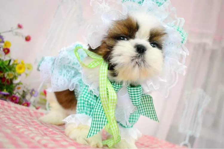 天津宠物狗狗犬舍出售纯种西施犬哪里有狗市场