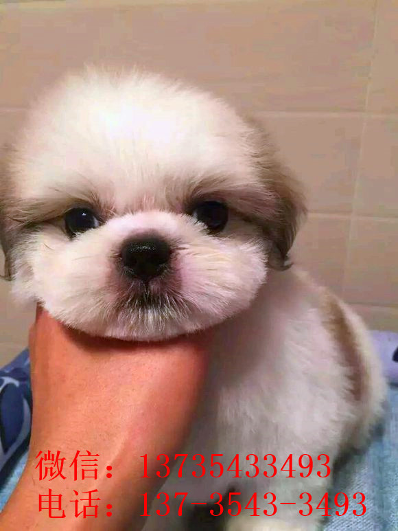 长沙宠物狗狗犬舍出售纯种西施犬哪里有狗市场买狗卖狗