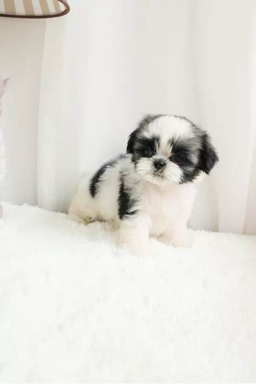 郑州宠物狗狗犬舍出售纯种西施犬哪里有狗市场