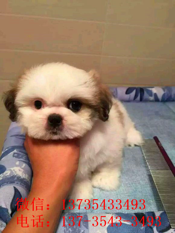 长沙宠物狗狗犬舍出售纯种西施犬哪里有狗市场买狗卖狗