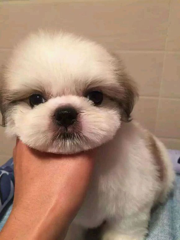 太原宠物狗狗犬舍出售纯种西施犬哪里有狗市场