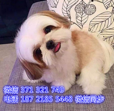 西施出售 宠物狗狗  宠物市场 狗狗图片 买卖狗狗降