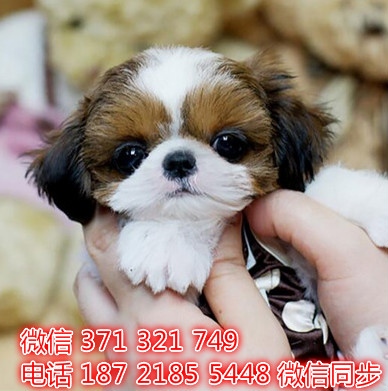 西施出售 宠物狗狗  宠物市场 狗狗图片 买卖狗狗才