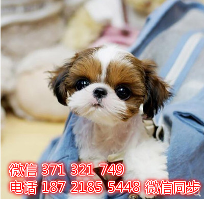 西施出售 宠物狗狗  宠物市场 狗狗图片 买卖狗狗前