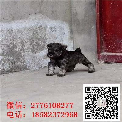 济南哪里有卖小体雪纳瑞犬 雪纳瑞灰色和黑色哪里有 雪纳瑞多少钱 犬舍繁殖