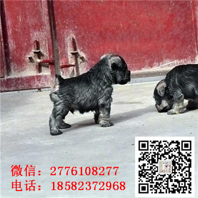内江哪里有卖小体雪纳瑞犬 雪纳瑞灰色和黑色哪里有 雪纳瑞多少钱 犬舍繁殖