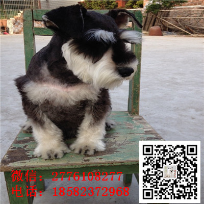 抚顺哪里有卖小体雪纳瑞犬 雪纳瑞灰色和黑色