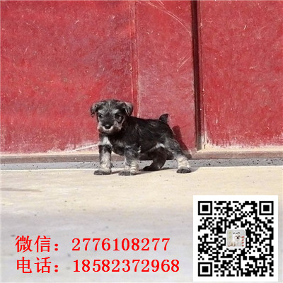 大足哪里有卖小体雪纳瑞犬 雪纳瑞灰色和黑色哪里有 雪纳瑞多少钱 犬舍繁殖