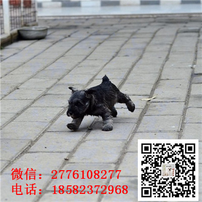 济南哪里有卖小体雪纳瑞犬 雪纳瑞灰色和黑色哪里有 雪纳瑞多少钱 犬舍繁殖