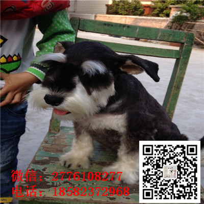 大足哪里有卖小体雪纳瑞犬 雪纳瑞灰色和黑色哪里有 雪纳瑞多少钱 犬舍繁殖