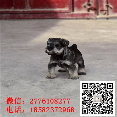 荆州哪里有卖小体雪纳瑞犬 雪纳瑞灰色和黑色