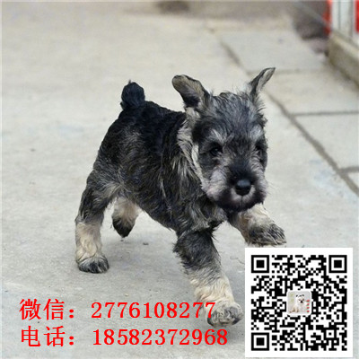 内江哪里有卖小体雪纳瑞犬 雪纳瑞灰色和黑色哪里有 雪纳瑞多少钱 犬舍繁殖