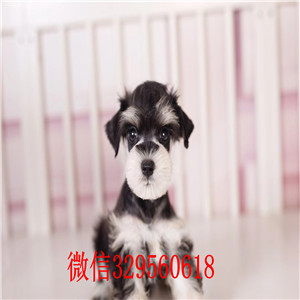 小体雪纳瑞多少钱 合肥哪里有卖雪纳瑞  合肥