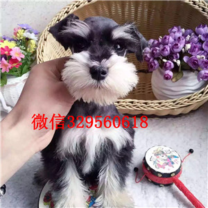  重庆铜梁哪里有出售雪纳瑞幼犬 椒盐黑银雪纳瑞哪里的纯种健康 价格