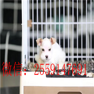 重庆椒盐色雪纳瑞出售 重庆哪里有黑银雪纳瑞 