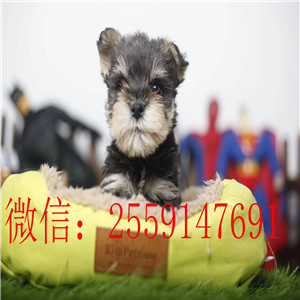 佛山哪里有雪纳瑞出售 椒盐色雪纳瑞怎么卖的 雪纳瑞价格是多少