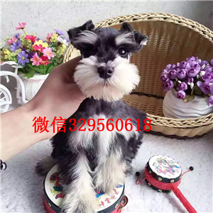  重庆铜梁哪里有出售雪纳瑞幼犬 椒盐黑银雪纳瑞哪里的纯种健康 价格