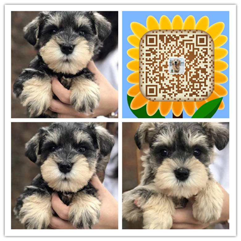 合肥哪里买狗便宜 合肥哪里有卖纯种雪纳瑞犬 合肥哪里买家养雪纳瑞犬