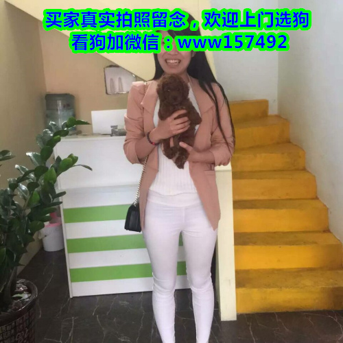 成都本地繁殖 金毛 萨摩 泰迪 比熊 等各种宠物狗