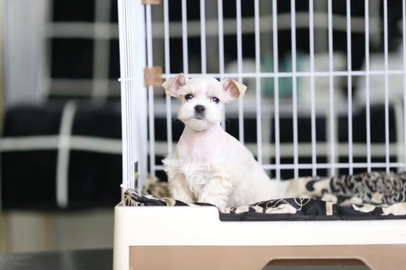 济南哪里有雪纳瑞出售 椒盐色雪纳瑞怎么卖的 