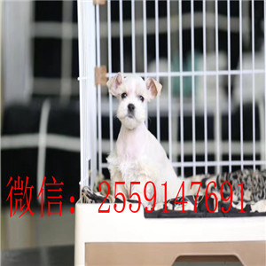 重庆哪里有雪纳瑞出售 椒盐色雪纳瑞怎么卖的 