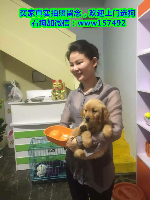 成都本地繁殖 金毛 萨摩 泰迪 比熊 等各种宠物狗