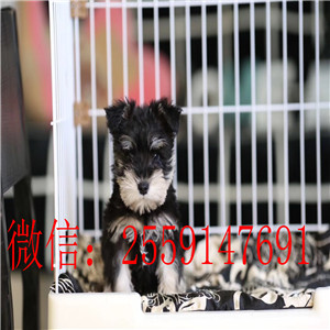 佛山哪里有雪纳瑞出售 椒盐色雪纳瑞怎么卖的 雪纳瑞价格是多少