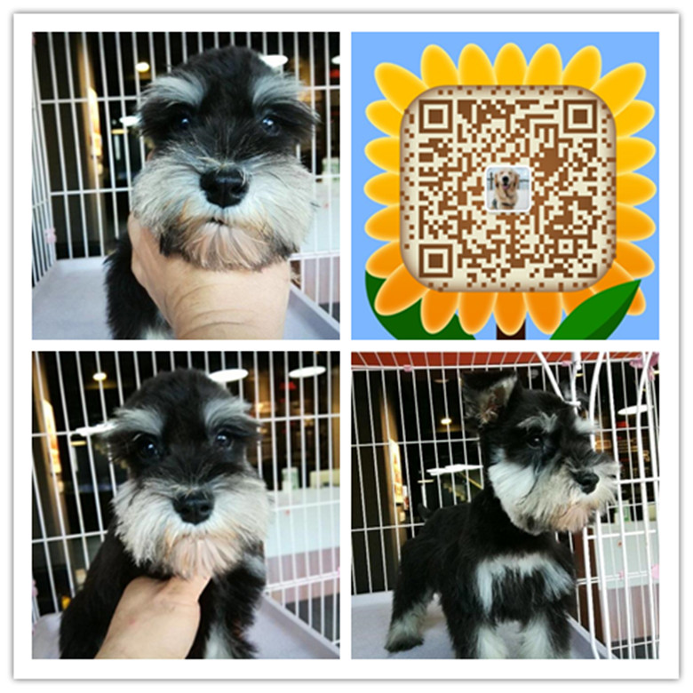 合肥哪里买狗便宜 合肥哪里有卖纯种雪纳瑞犬 