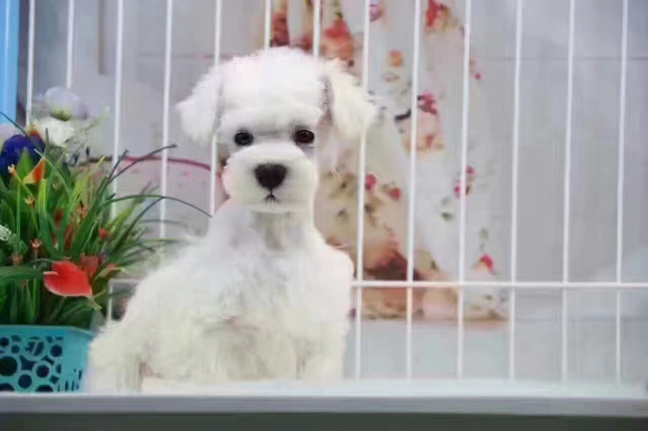 重庆白色雪纳瑞价格 重庆椒盐色雪纳瑞多少钱 