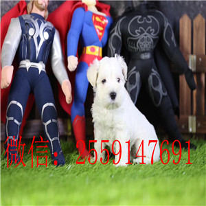 十堰白色雪纳瑞怎么卖的 十堰椒盐色雪纳瑞多