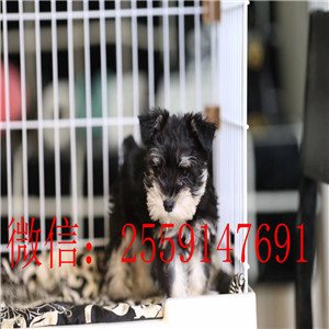 衡阳白色雪纳瑞怎么卖的 衡阳椒盐色雪纳瑞多少钱 衡阳纯种雪纳瑞价格