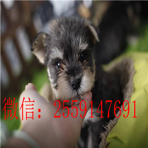 衡阳白色雪纳瑞怎么卖的 衡阳椒盐色雪纳瑞多少钱 衡阳纯种雪纳瑞价格