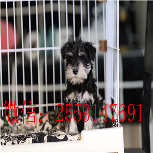 重庆白色雪纳瑞怎么卖的 重庆椒盐色雪纳瑞多