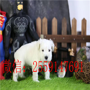 衡阳白色雪纳瑞怎么卖的 衡阳椒盐色雪纳瑞多少钱 衡阳纯种雪纳瑞价格