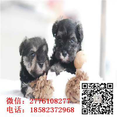 青岛哪里有雪纳瑞出售  椒盐黑银色雪纳瑞幼犬