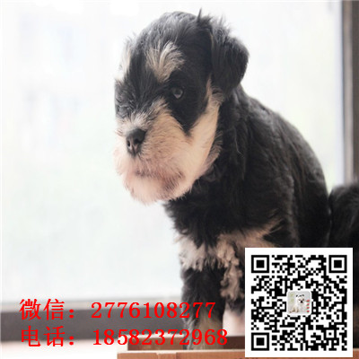济南哪里有雪纳瑞出售  椒盐黑银色雪纳瑞幼犬哪里的好 雪纳瑞繁殖基地价格