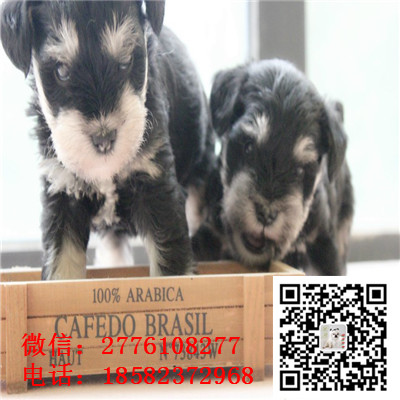济南哪里有雪纳瑞出售  椒盐黑银色雪纳瑞幼犬哪里的好 雪纳瑞繁殖基地价格