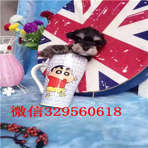 青岛市出售纯种迷你雪纳瑞 签协议包成活 